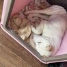 遊び盛り小型雑種犬パピー サムネイル3