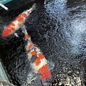 少し大きめ錦鯉二匹の里親募集してます