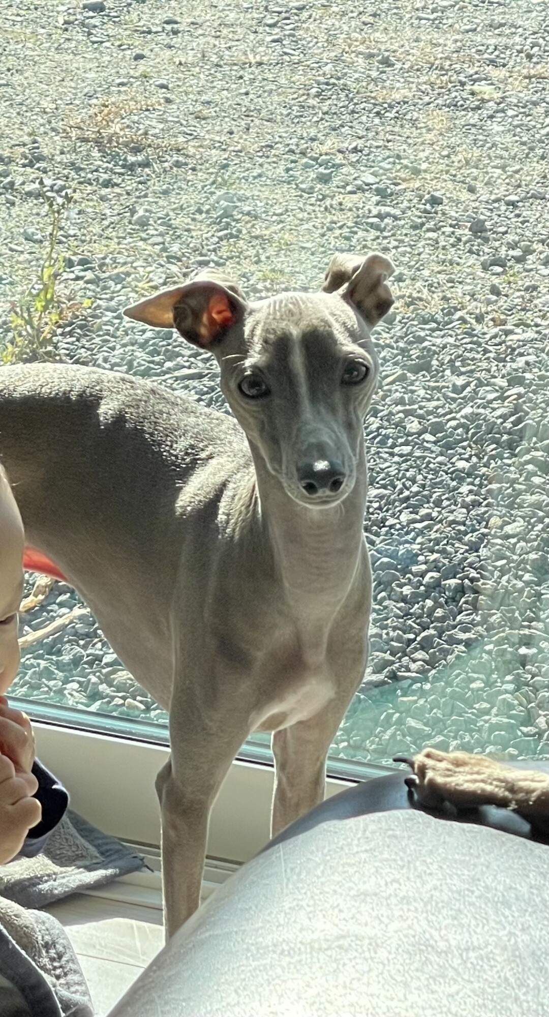 イタリアングレーハウンド 福島県 犬の里親募集 ペットのおうち 月間利用者150万人