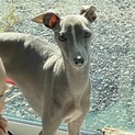 イタリアングレーハウンド ブルー  イタグレ
