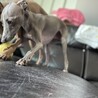 イタリアングレーハウンド ブルー  イタグレ サムネイル2