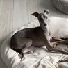 イタリアングレーハウンド ブルー  イタグレ サムネイル3