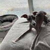 イタリアングレーハウンド ブルー  イタグレ サムネイル4