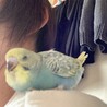 ママの肩でお昼寝。