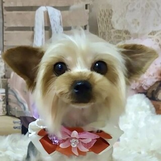 桜川（さくらがわ）甘え上手❤フレンドリーヨーキー