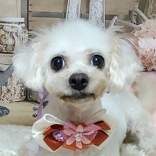 弥生（やよい）人懐っこい❤美女ビション