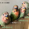 コザクラとヤエザクラの幼鳥の里親様を探しています