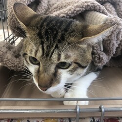 名古屋市緑区猫のしあ