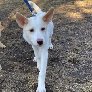 人が大好きで甘えん坊のノエル君