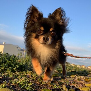 甘えん坊で元気な男の子！８歳 チワワ