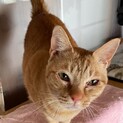 多頭飼育崩壊した家の子　人懐こい茶トラ♂