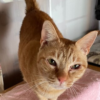 多頭飼育崩壊した家の子　人懐こい茶トラ♂