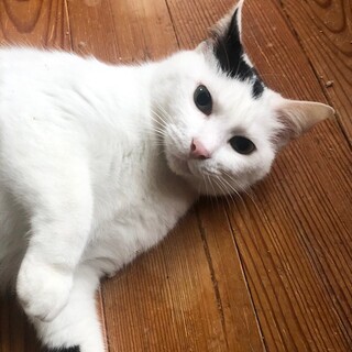 前髪キュートな猫村さん