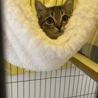 家族として迎えてくださる方