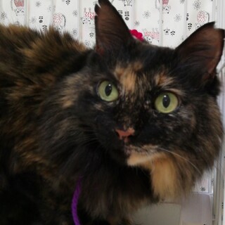 可愛すぎて！ぎゅーっと抱きしめたいセファちゃん❣️