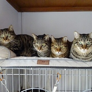 怖がりのため、もらわれにくい子達です