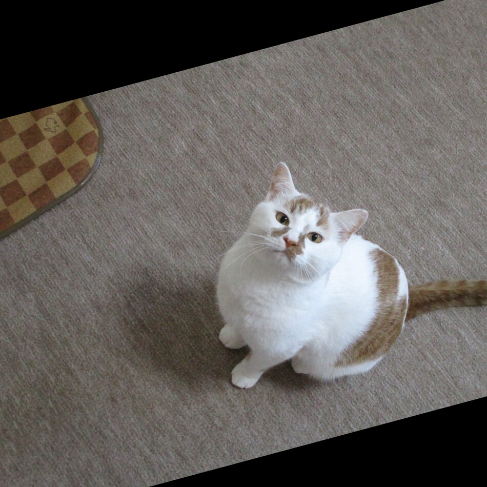 4号のカバー写真