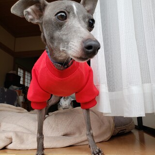 春枝ちゃん　ご応募多数のため一旦中止します