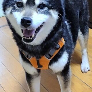 家庭犬の修行始めました。可愛い黒柴女子菊菜