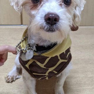 甘えん坊で、元気一杯の女の子コヤ