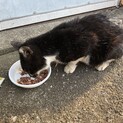 野良猫保護協力依頼