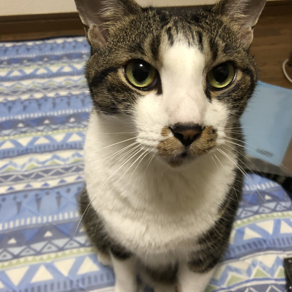 ナミのカバー写真