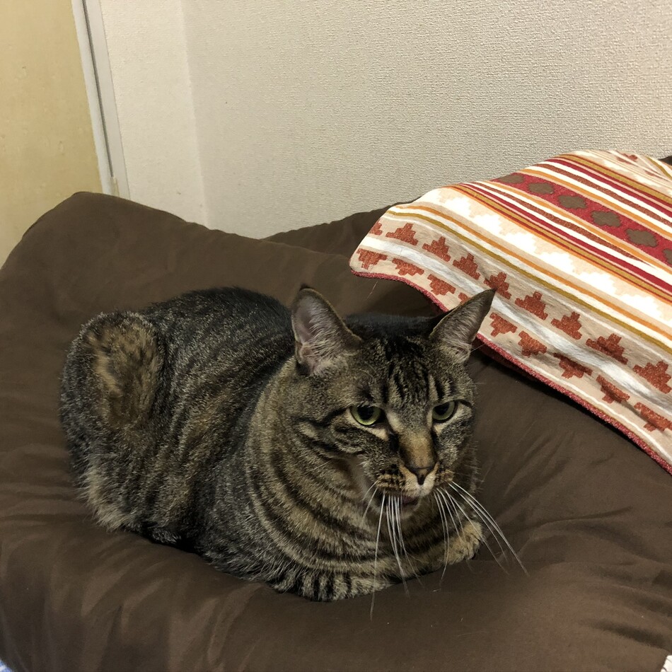 サボのカバー写真