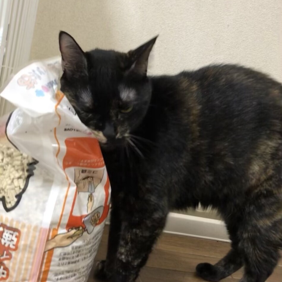 ティーチのカバー写真