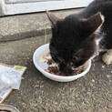 老猫です