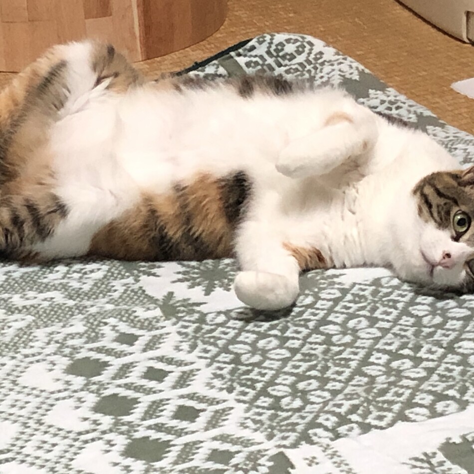 ミミのカバー写真