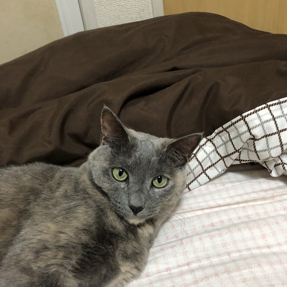 モモのカバー写真