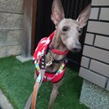 可愛いイタリアングレイハウンドのピッコロ