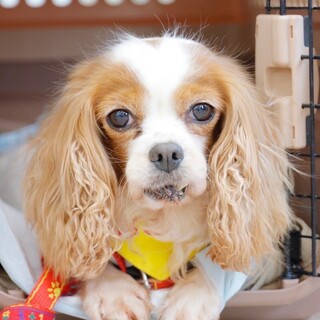 ワクワク顔で撫でてもらえる時を待つ✩ミラーナちゃん