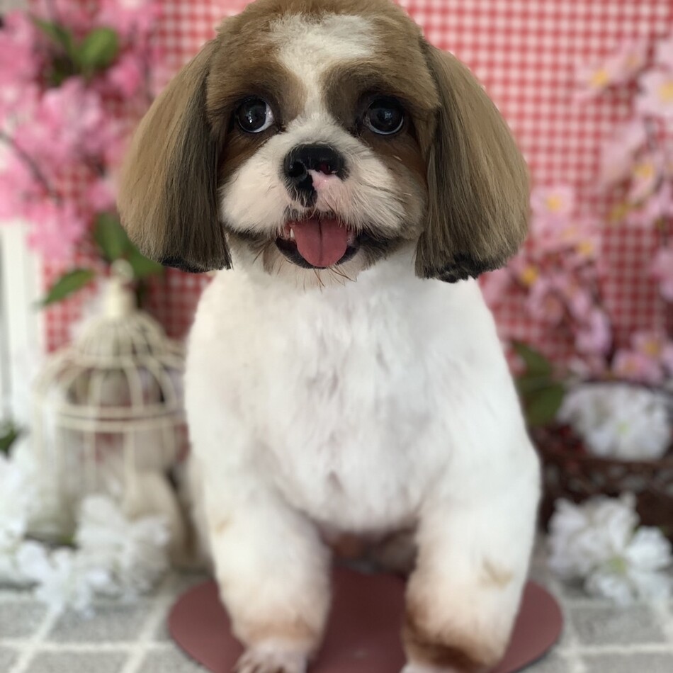 ココのカバー写真