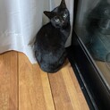 黒猫ちゃん