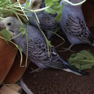 里親決定！沢山のご応募ありがとうございました。