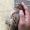 サザナミドリル