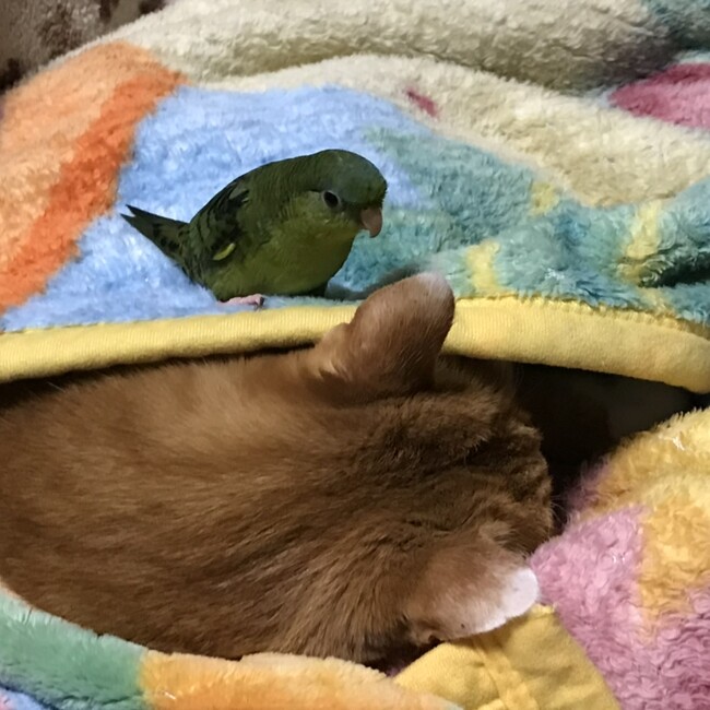 サザナミドリルのカバー写真
