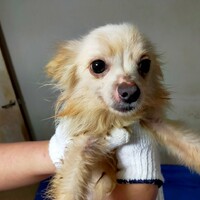 パイン(仮名) 推定4歳}