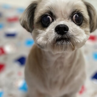 おっとりマイペース、人が大好きヨシコちゃん♪