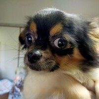 マロ(仮名) 推定4歳}