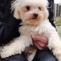 マルチーズのアオちゃん
