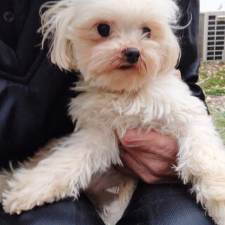 マルチーズのアオちゃん