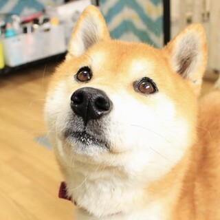 柴犬 犬 の里親募集情報 ペットのおうち 月間利用者150万人