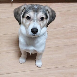 遊びたい盛り元気ハツラツ子犬の『れもんちゃん』