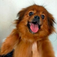 ふー(仮名) 推定4歳}