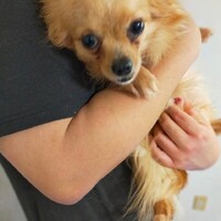 ちくわ(仮名) 推定4歳}