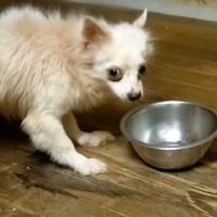 こん(仮名) 推定4歳}