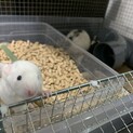 ファンシーラットの赤ちゃん