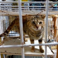 シマ(仮名) 年齢不明